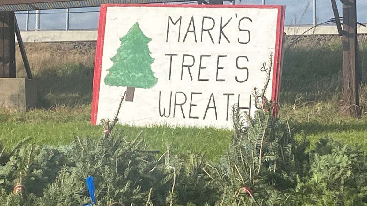 2022 Christmas Tree Shortage Christmas Tree Shortage Comes to Connecticut NBC Connecticut