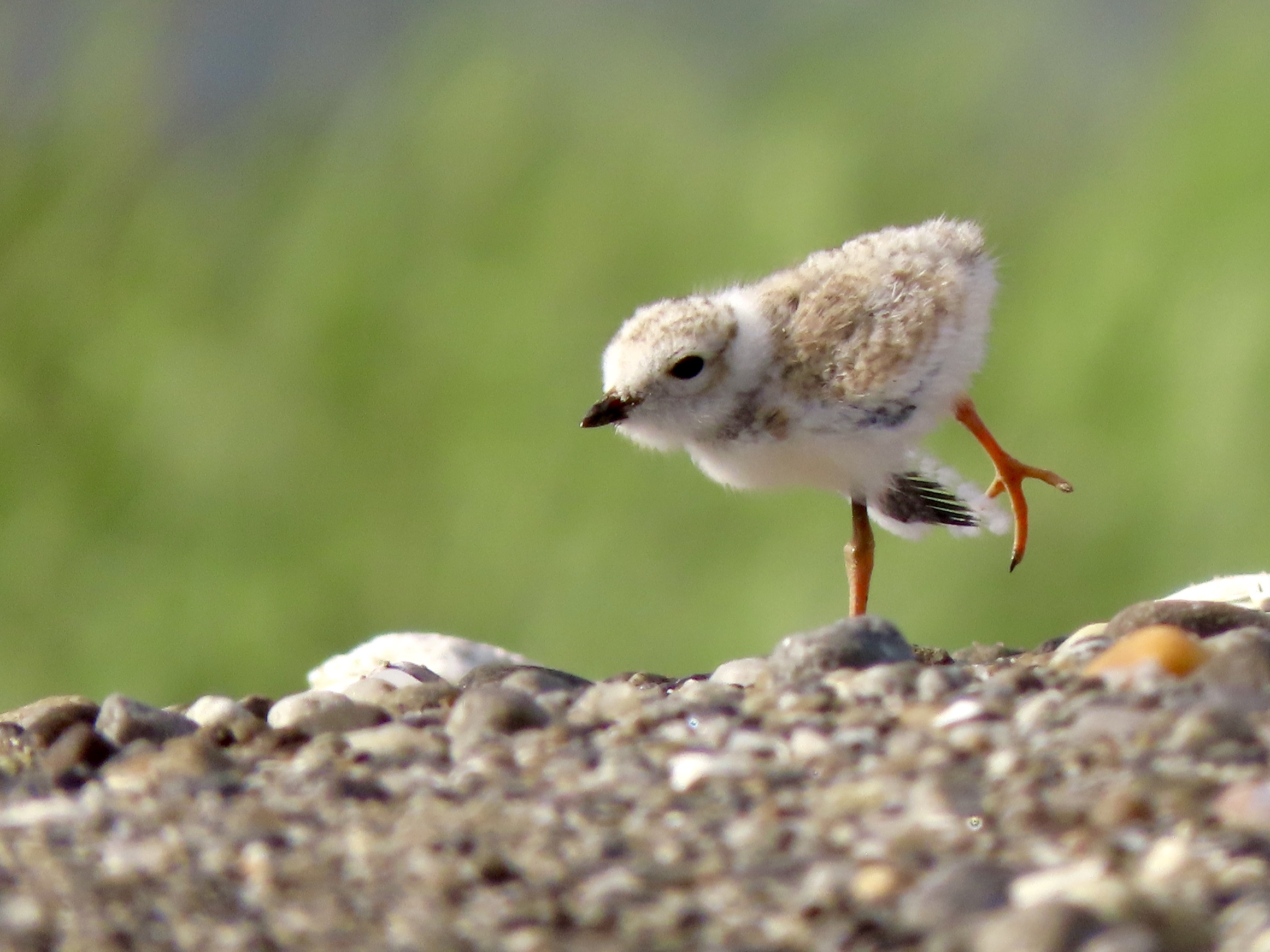 Impacts from COVID-19 Lead to Lowest Productivity in Decades for Local Bird Species - Vimarsana News
