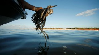 FILE - In this June 26, 2010 file photo, Plaquemines Parish Coastal Zone Director P.J. Hahn rescues a heavily oiled bird from the waters of Barataria Bay, La. The Trump administration wants to end the criminal penalties under the Migratory Bird Treaty Act to pressure companies into taking measures to prevent unintentional bird deaths. Critics including top Interior Department officials from Republican and Democratic administrations say the proposed change could devastate threatened and endangered species and accelerate a bird population decline across North America since the 1970s.