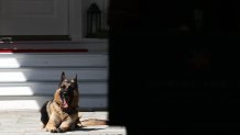 WASHINGTON, DC - MAY 10:  Vice President Joe Biden's dog, Champ, lays down during speechs during a Joining Forces service event at the Vice President's residence at the Naval Observatory May 10, 2012 in Washington, DC. U.S. first lady Michelle Obama and Biden joined with Congressional spouses to assemble Mother's Day packages that deployed troops have requested to be sent to their mothers and wives at home.  (Photo by Win McNamee/Getty Images)