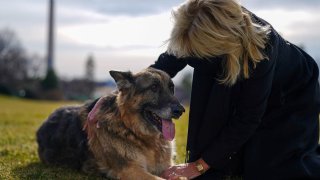 First lady Jill Biden and dog Champ in Washington, D.C.