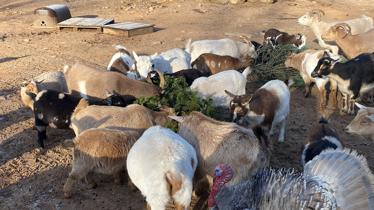 How to Recycle Your Christmas Tree Into Goat Food NBC Connecticut