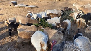 Goats at Aussakita Acres eating Christmas trees