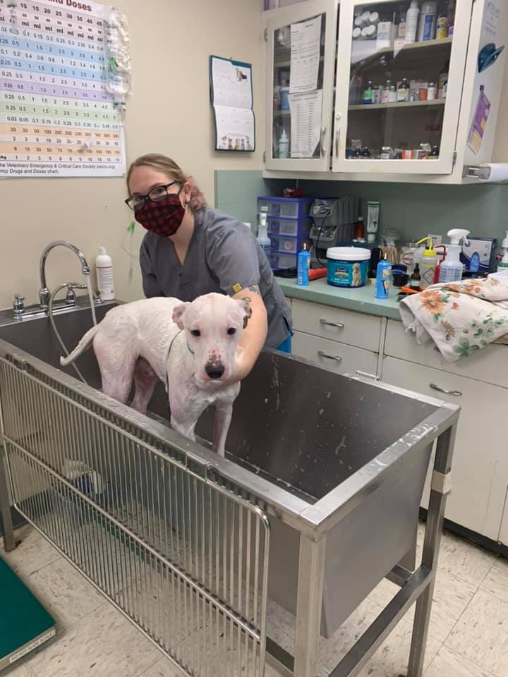 Dog Found Abandoned in Branford Now on the Mend – NBC Connecticut