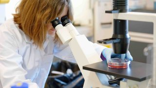 Sandrine Belouzard, virologist and researcher, uses a microscope