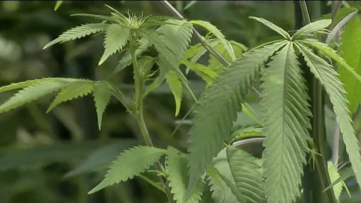 Recreational marijuana bill expected to be passed