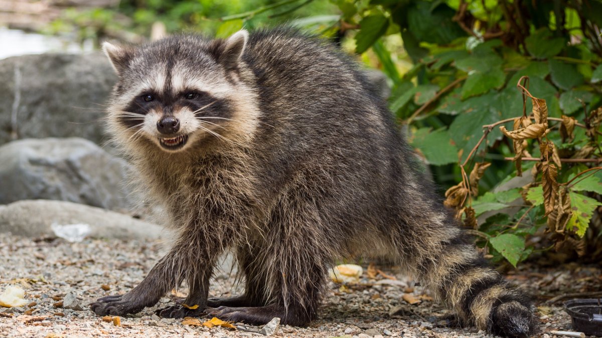 Charges Filed Against Woman Who Brought Raccoon to Bar – NBC Connecticut - Vimarsana News
