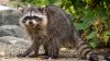 Woman Who Brought Raccoon to North Dakota Bar Is Charged