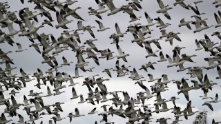 FILE - In this Dec. 13, 2019, file photo, thousands of snow geese take flight over a farm field at their winter grounds, in the Skagit Valley near Conway, Wash. The Biden administration on Monday, March 8, 2021, reversed a policy imposed under former President Donald Trump that drastically weakened the government's power to enforce a century-old law that protects most U.S. bird species. Trump ended criminal prosecutions against companies responsible for bird deaths that could have been prevented.