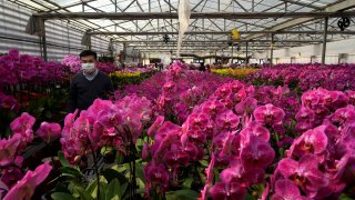 Pots of Phalaenopsis orchids appear at one of Hong Kong's largest orchid farms