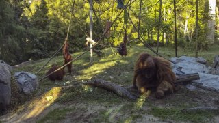 Orangutan At The Zoo