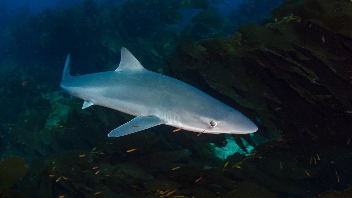 Argentine Fishermen Find Remains of Missing Man Inside Shark – NBC Connecticut - Vimarsana News