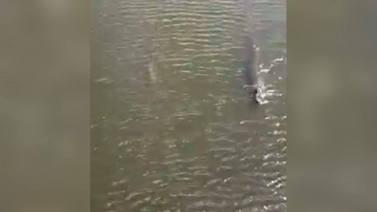 Video Shows Alligator and Bull Shark Swimming Side-By-Side in Indian ...