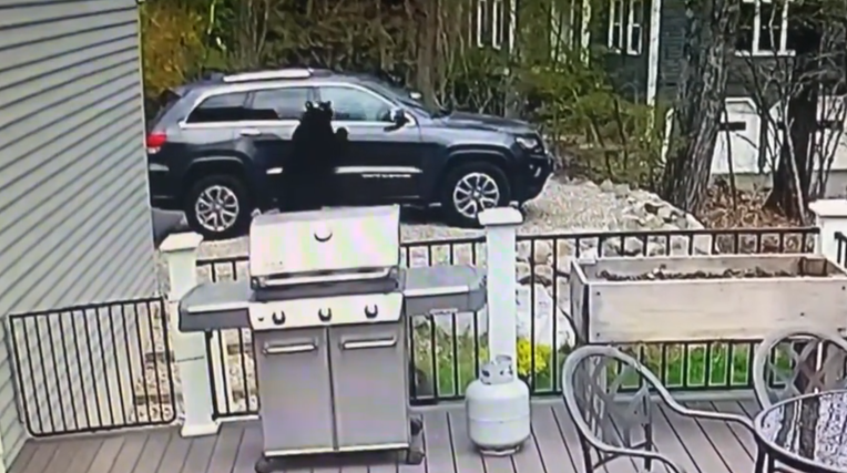 Black Bears Caught On Camera Breaking Into Avon Vehicle Nbc Connecticut