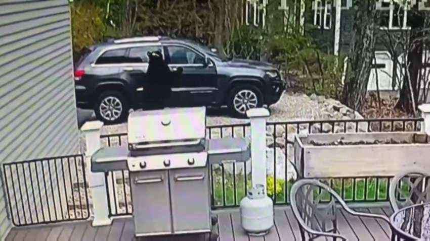 WATCH: Three Bears Break Into Car