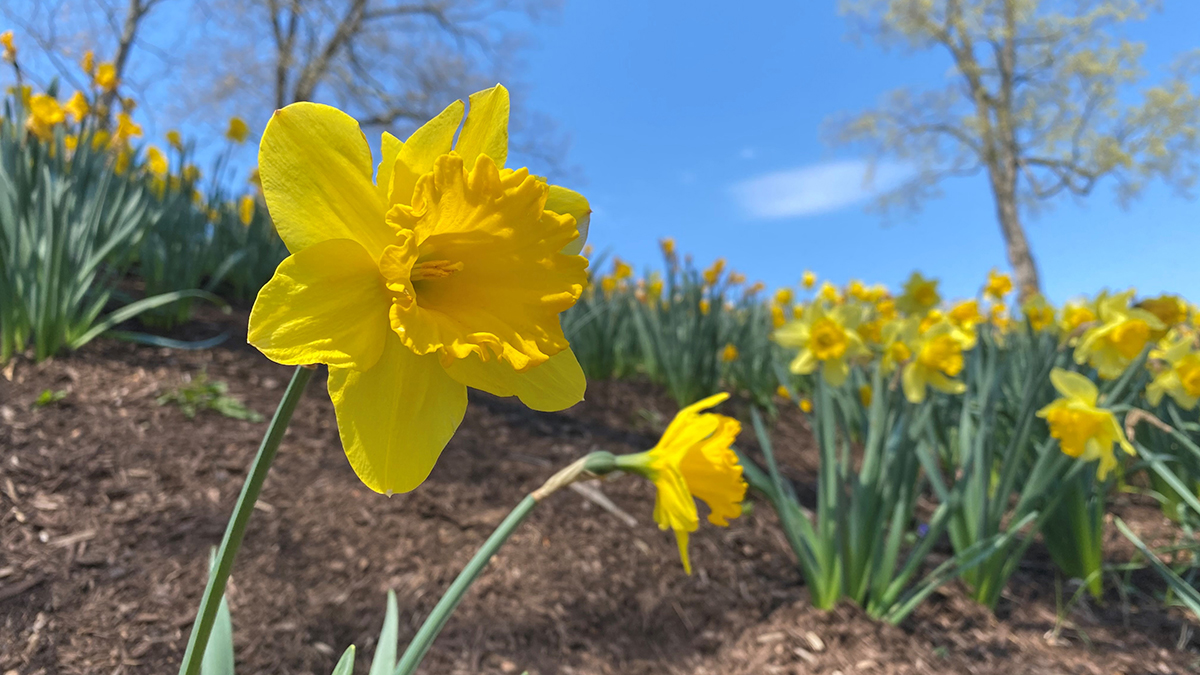 Temperatures in 70s Today, Storms and Cold as Week Goes On NBC