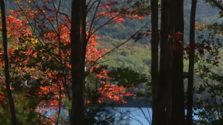 National Forest Trees