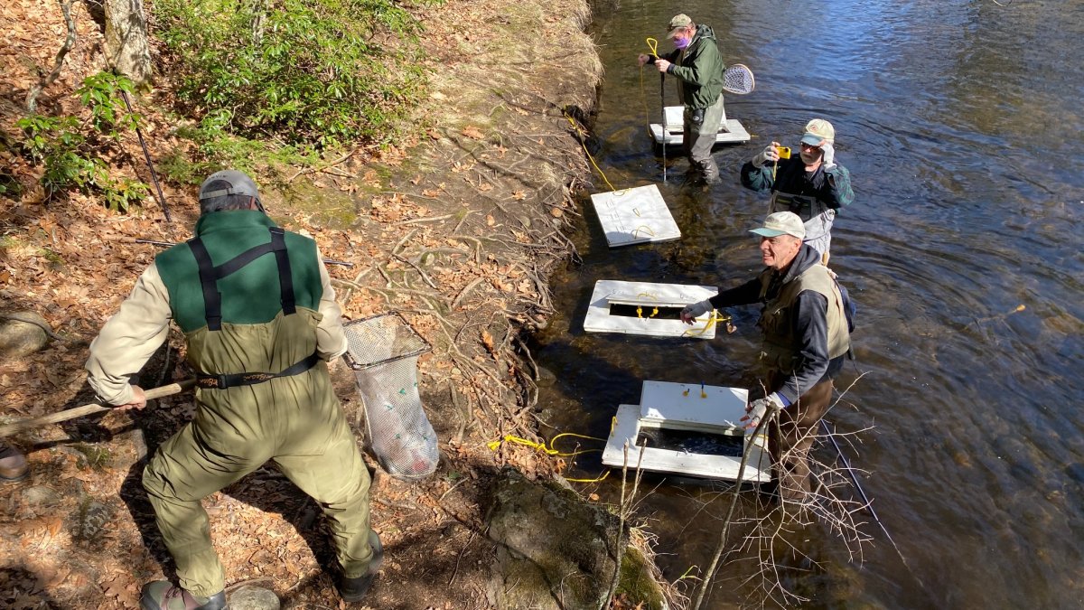 Trout Stocking Continues Across the State NBC Connecticut