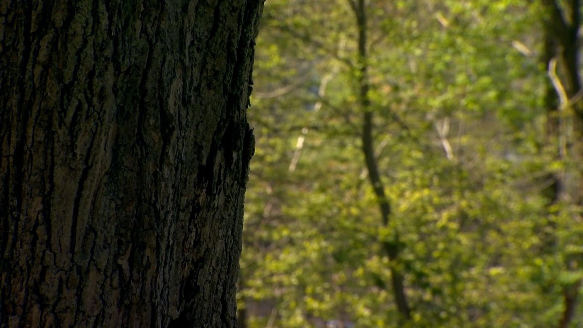 High Tree Pollen Levels Across Connecticut NBC Connecticut