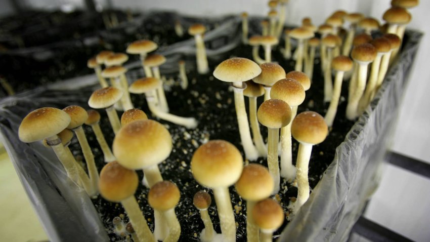 Magic mushrooms are seen in a grow room in the Netherlands in this 2007 file photo.