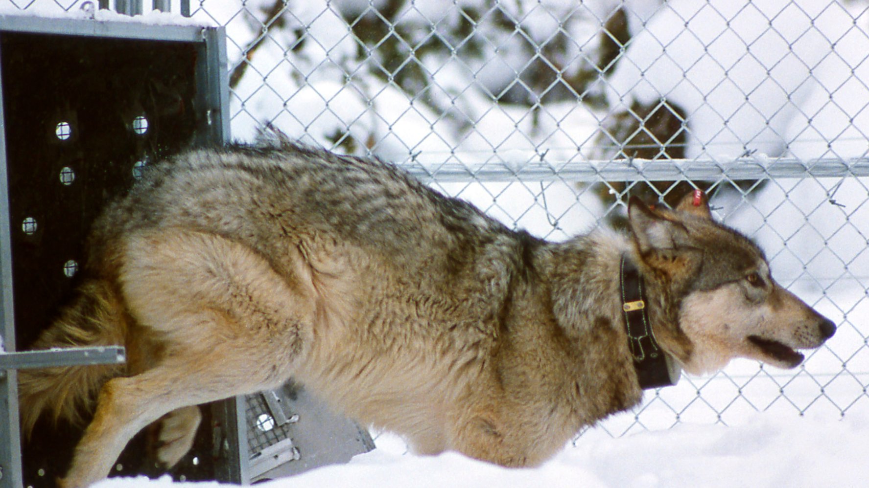 Wolf Relocation Scientists Urge Restoration of Federal Gray Wolf Protections – NBC ...