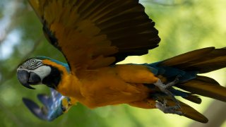 Brazil Rio Macaw Love