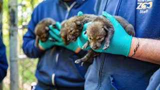 This May 14, 2021, photo provided by the North Carolina Zoo, in Asheboro, N.C., shows several of the American red wolf pups born at the zoo in late April. The American red wolves are critically endangered and number less than two dozen in the wild.