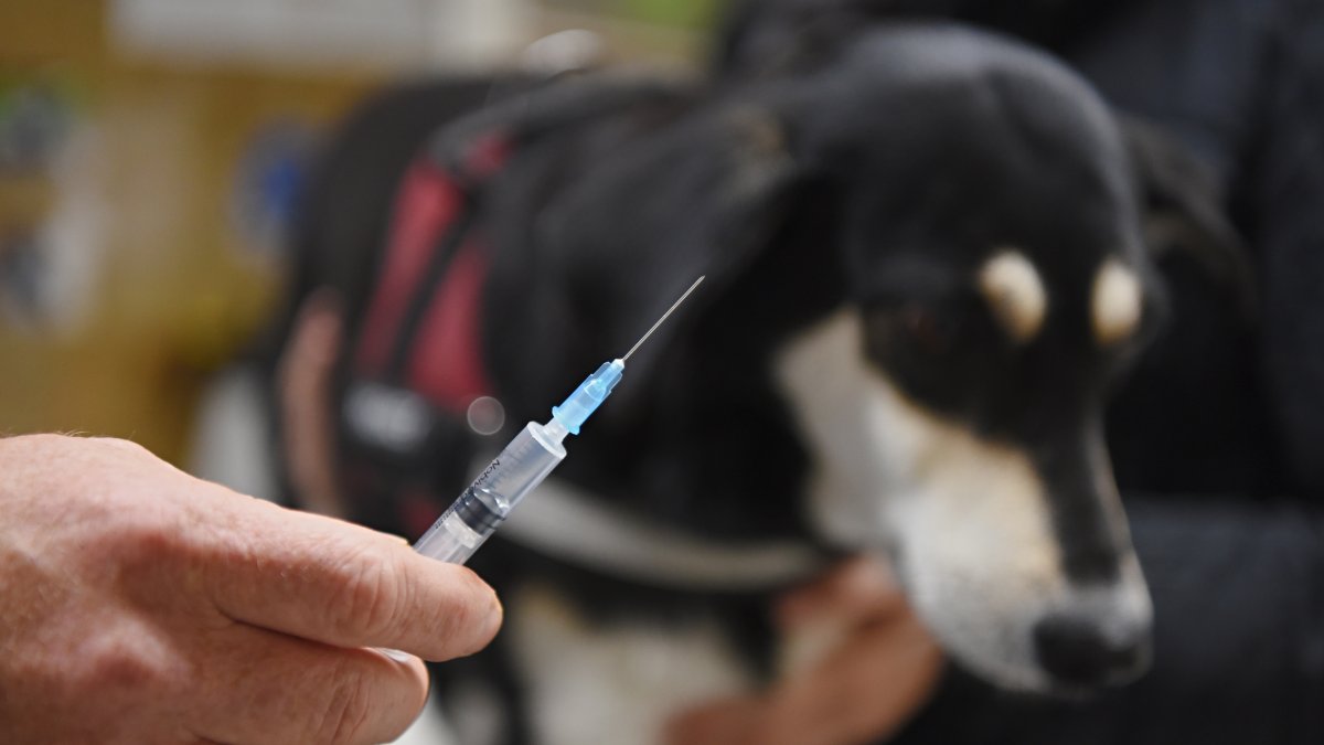 how old are dogs when they legally need rabies vaccine