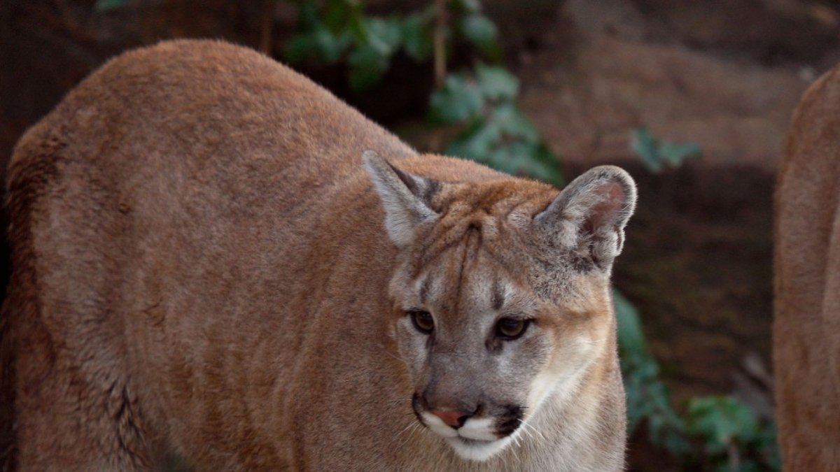 Mountain lion sightings reported in Connecticut, police say