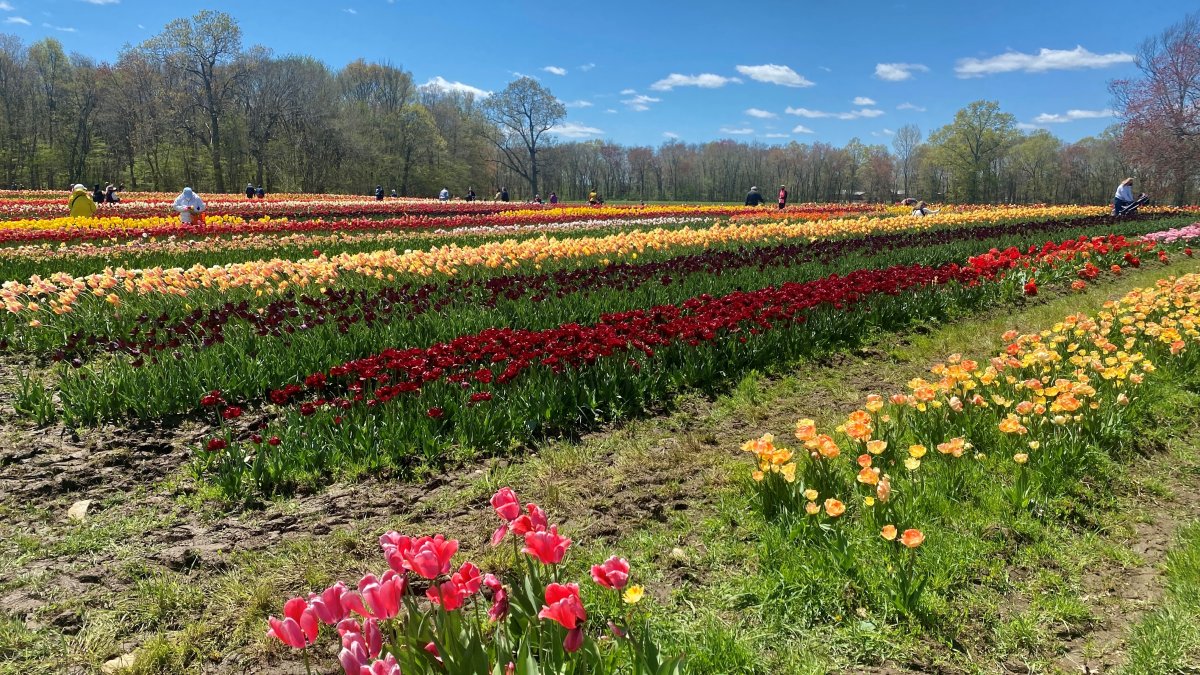 You Can Pick Your Own Tulips at This Connecticut Farm NBC Connecticut
