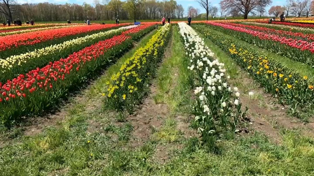 Beautiful Day in Preston at You Pick Farm Called Wicked Tulips NBC