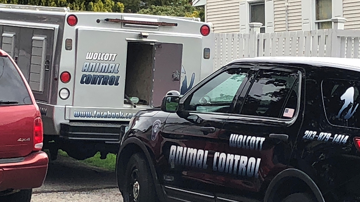 Police Investigating Death in Wolcott Remove 54 Animals From Home NBC Connecticut