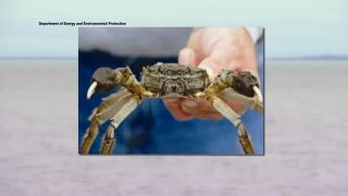 hand holding large crab