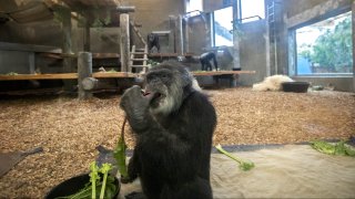 cobby chimpanzee