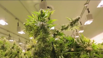 CT House Passes Bill to Legalize Marijuana