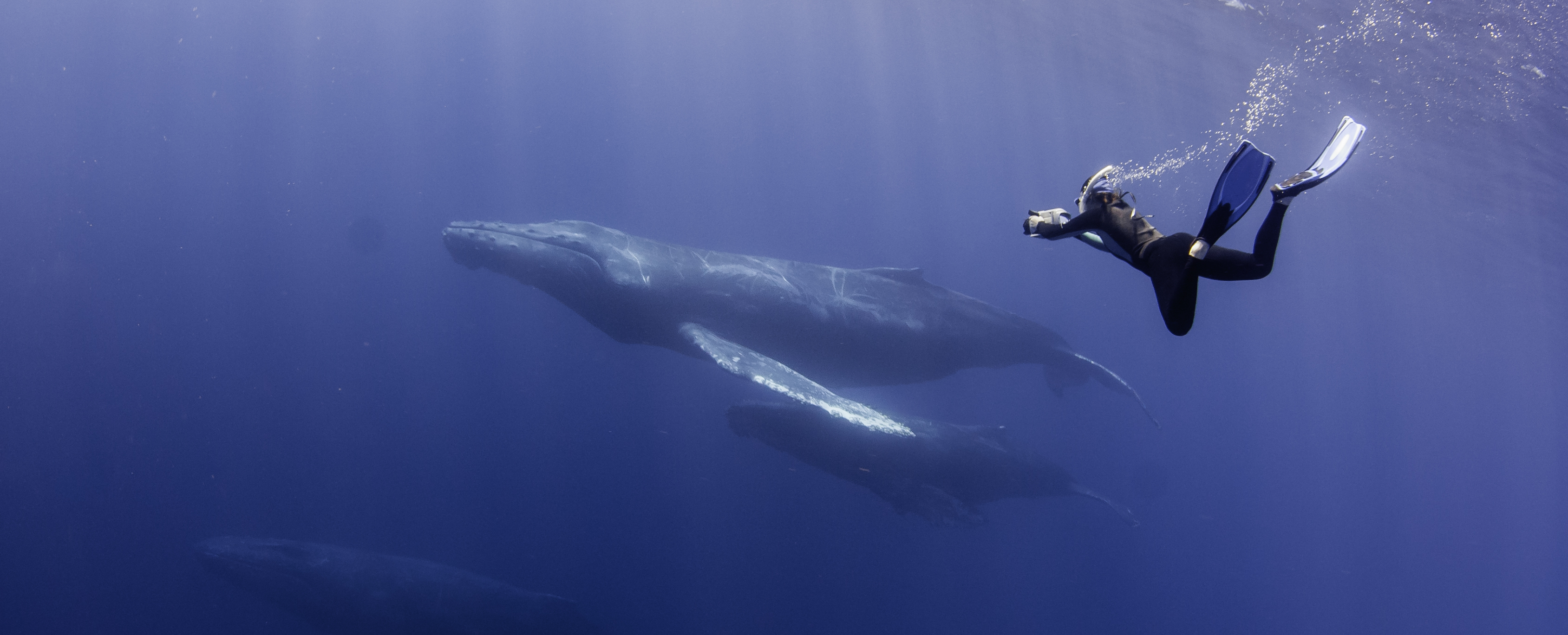 A diver with humpback whales in a file photo