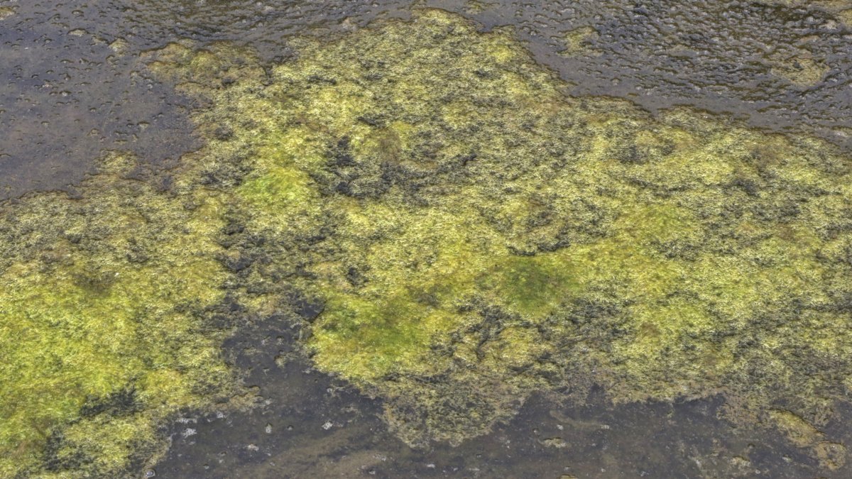 Residents Being Asked to Avoid Windsor Reservoir Due to Algae Bloom - Vimarsana News
