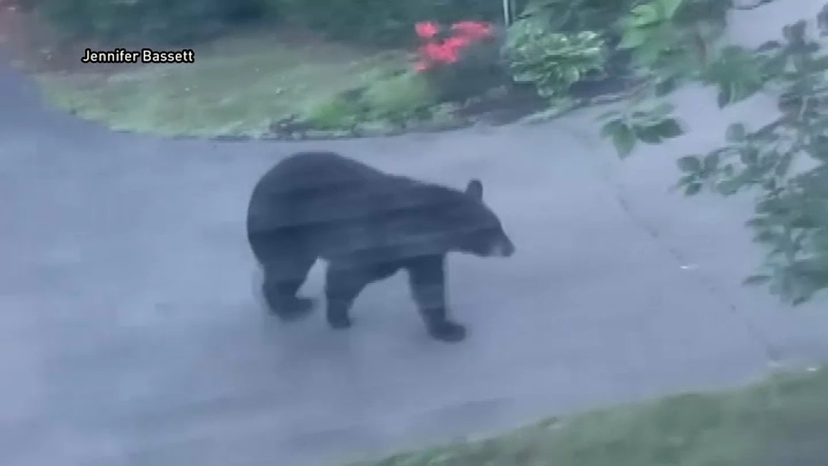 North Haven Sees Uptick in Bear Sightings NBC Connecticut