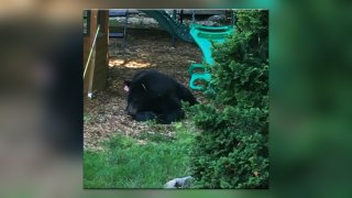 a black bear sits in a yard. A child's playscape can be seen in the background.