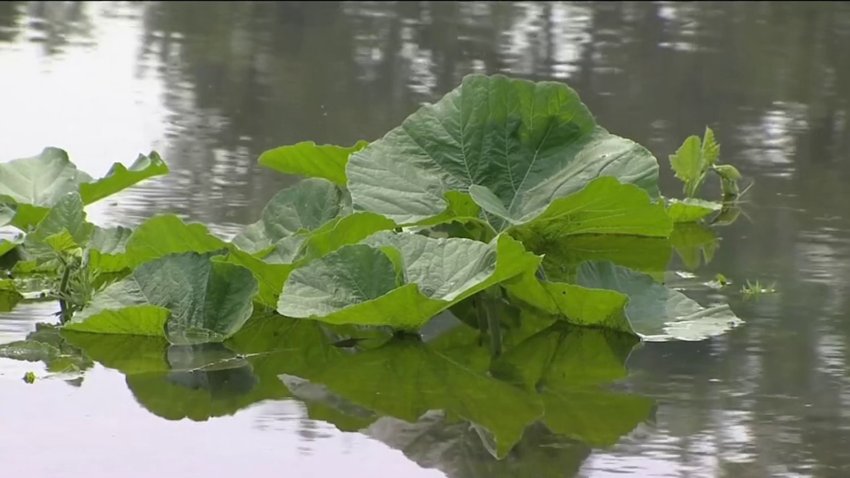 Farms Still Facing Flooding Issues From Rising Rivers