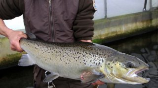 a 4-year-old Atlantic salmon is held at the National Fish Hatchery