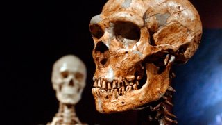 Human Neanderthal DNA