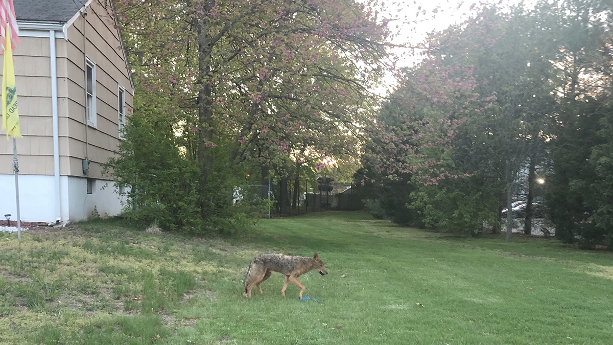 Southbury Warning Residents Of Aggressive Coyotes Rabies Nbc Connecticut 6815