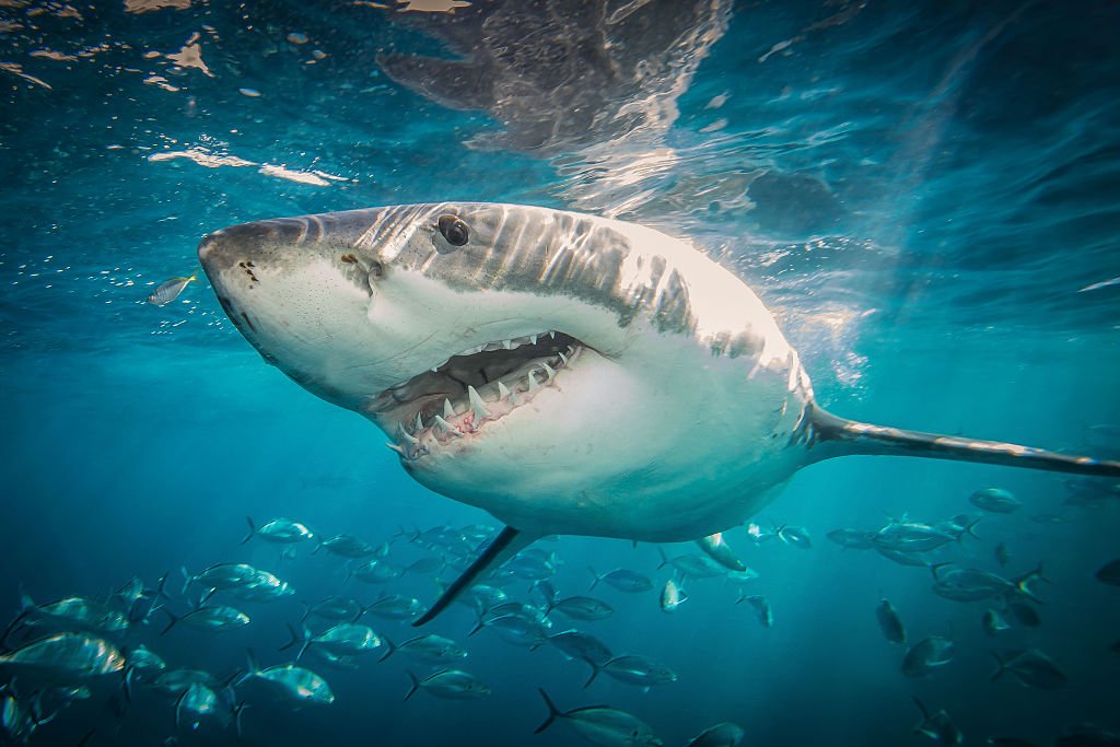 How to Watch, Stream Shark Week 2021 on Discovery and Discovery+ – NBC Connecticut - Vimarsana News