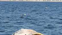 Shark in the coast of maine eating carcass of whale