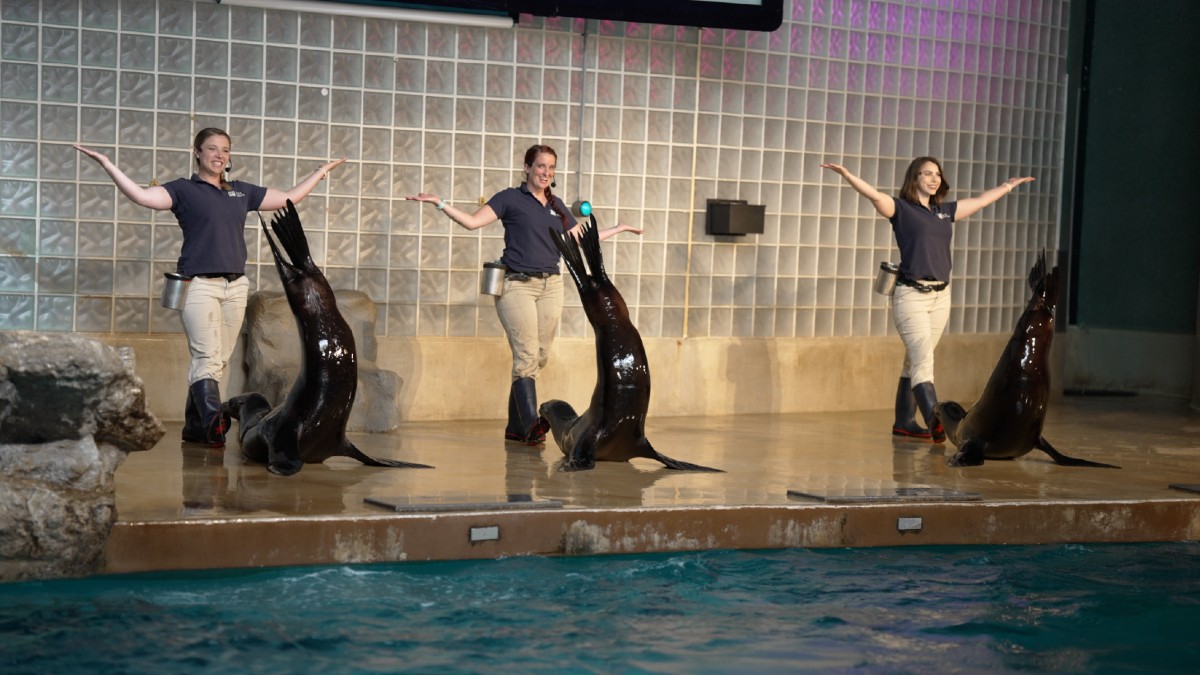 Sea Lion Show Returns To Mystic Aquarium NBC Connecticut sea-lion-show-returns-to-mystic-aquarium-nbc-connecticut