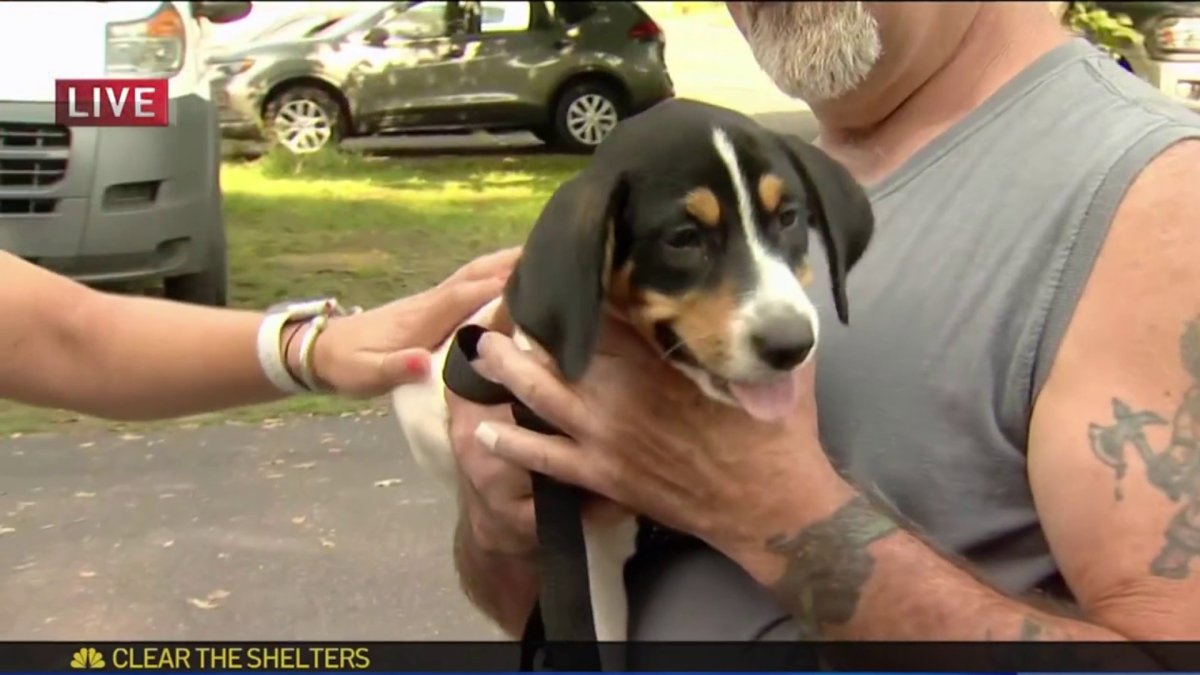 Clear The Shelters Adoption Drive Underway NBC Connecticut