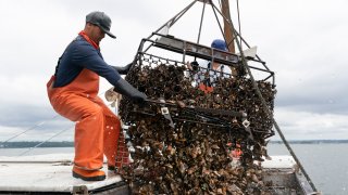 Darwin Ceveda opens the bottom of a basket to unload hundreds of oysters into the hold of a shellfishing boat owned by Copps Island Oysters, Monday, Aug. 9, 2021, off Norwalk, Conn. The state of Connecticut, maintains more than 17,500 acres of natural shellfish beds. Oystermen get permits to work those public beds, harvesting seed oysters to transplant to their own grounds. (AP Photo/Mark Lennihan)