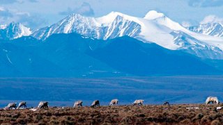 FILE - In this June 1, 2001 file photo Caribou graze in the Arctic National Wildlife Refuge in Alaska. U.S. District Judge Sharon Gleason, on Wednesday, Aug. 18, 2021, has thrown out the Trump administration's approval for a massive oil project on Alaska's North Slope, saying the federal review was flawed and didn't include mitigation measures for polar bears.