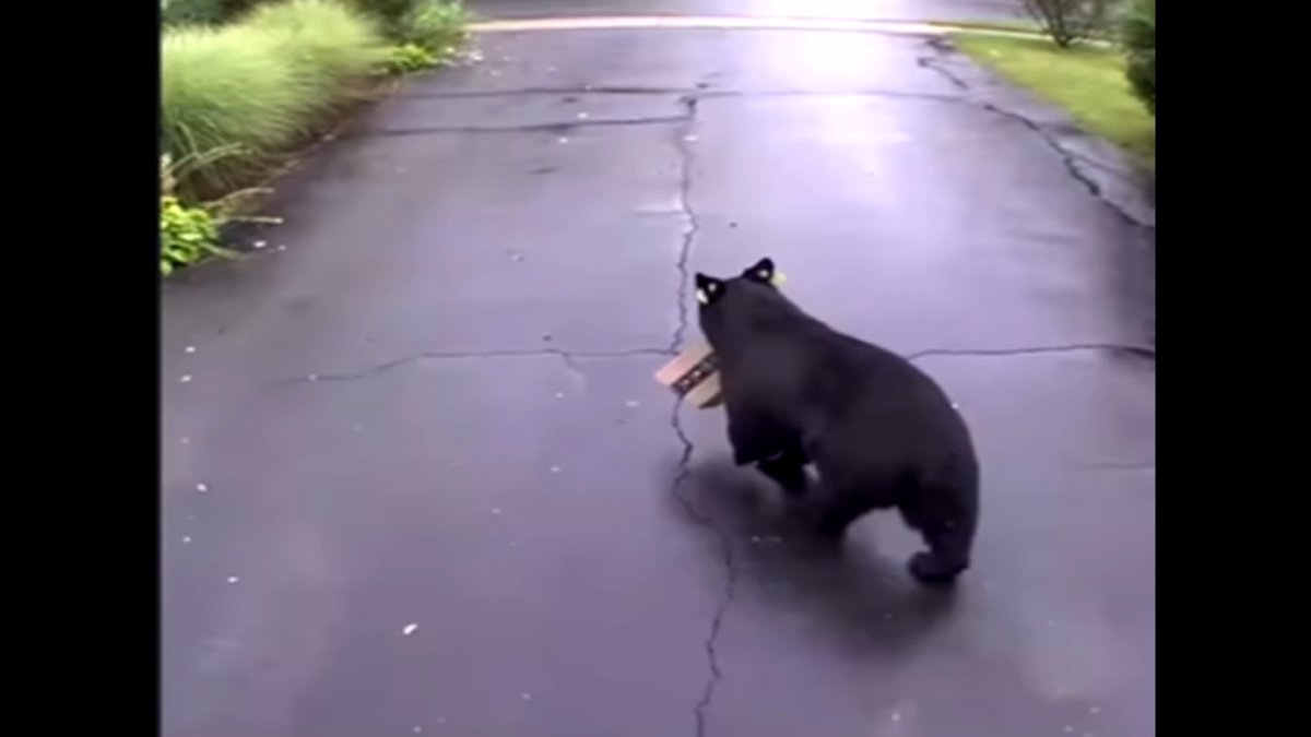 Bear Steals Package Off Bristol Porch – NBC Connecticut